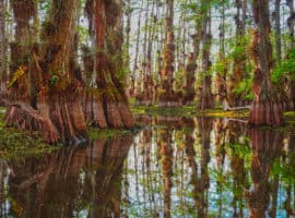 Eco-tents in Flamingo big cypress national Preserve swamp Big Cypress National Preserve: Seven ways to experience the Everglades