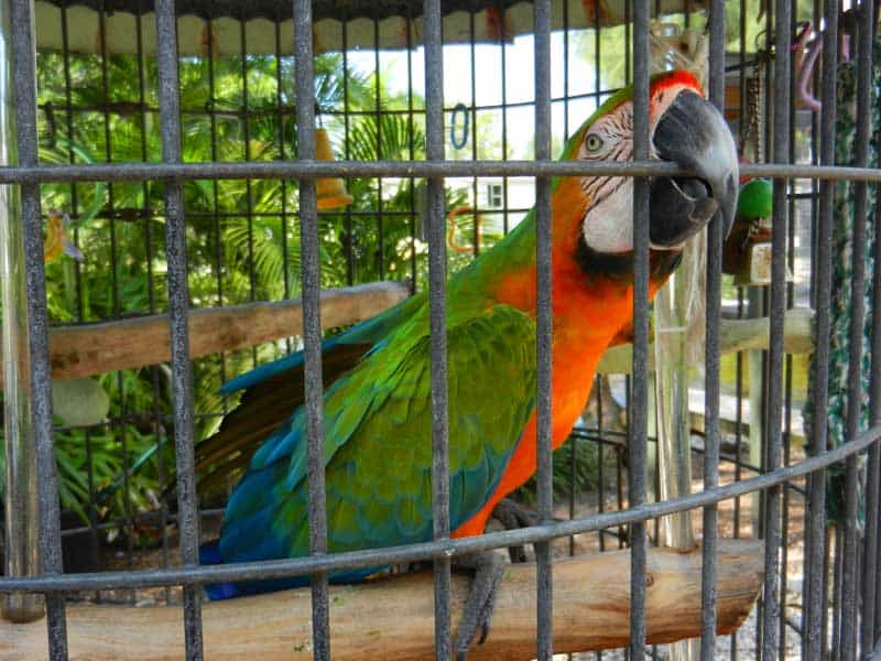 Things to do on Sanibel Island: An aviary is a free hidden treat at a campground on Sanibel, Florida.