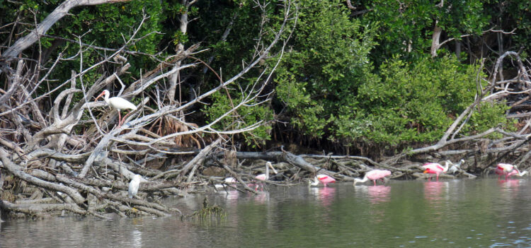 There were at least two dozen roseate spoonbills gathered near us when we paddled into Snake Bight, a wilderness area where mudflats attract many birds near Flamingo in Everglades National Park.  (Photo: David Blasco)