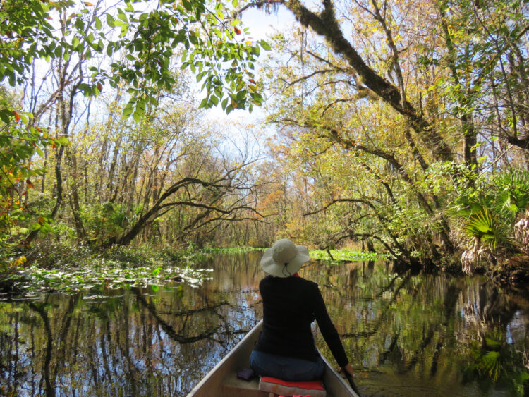 The kayak trail on Blackwater Creek in Seminole State Forest passes through a pristine forest on its way to the Wekiva River. (Photo: David Blasco)
