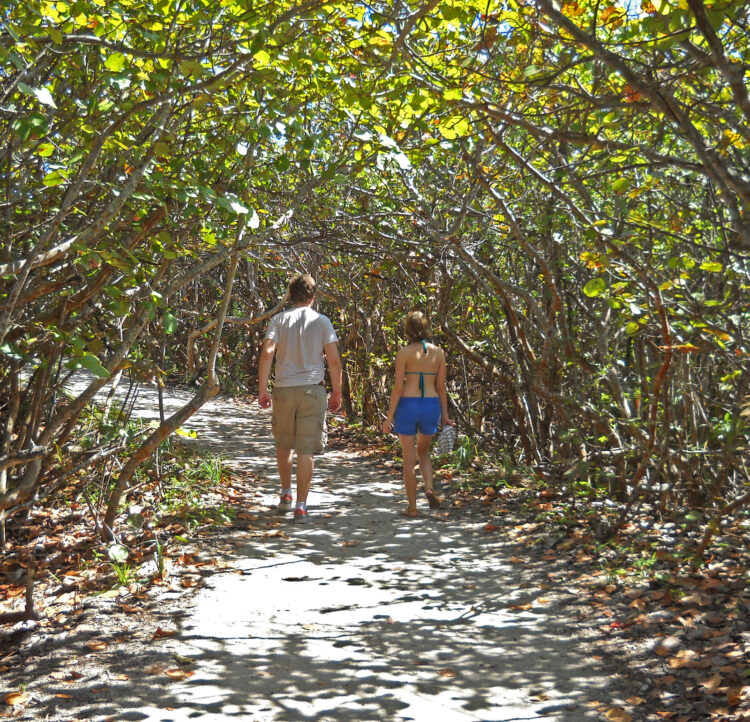 You wind through a tunnel of seagrape trees on the short trail to Blowing Rocks Preserve beach. (Photo: David Blasco)