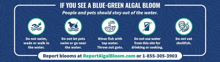 blue-green algae 
