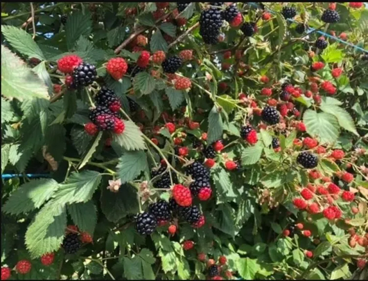  Berries waiting to ripen so you can pick them at Sweet Berry Farms, a Florida u-pick farm in Williston. Photo courtesy Sweet Berry Farms.