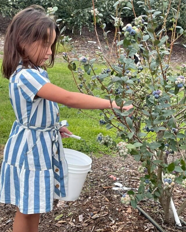 U-pick farms in Florida: Picking blueberries gets your family outdoors doing something fun as well as providing a sweet yet healthful treat. Photo courtesy of Tom West Blueberries, Ocoee.