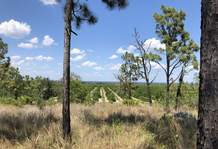 The Pine Ridge Nature Trail winds through pineland with views of distant orange groves One end of the trail is near Window on the Pond and the other at the parking lot. (Photo: Deborah Hartz-Seeley)