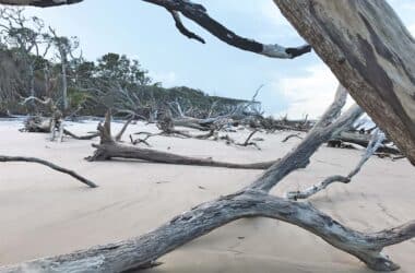 boneyard beach big talbot island