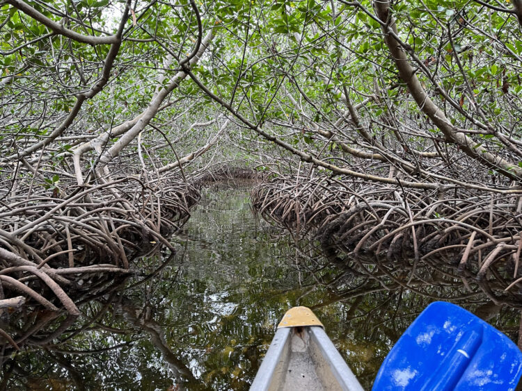 Kayaking Marathon: A mangrove tunnel on the Boot Key kayak trail. (Photo: Bonnie Gross)