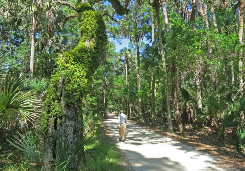 Florida’s Loop Roads: A tale of two scenic roads, six hours apart 7 A dirt road leading off Loop Road to the Bulow Plantation Ruins in Flagler County. (Photo: Bonnie Gross)