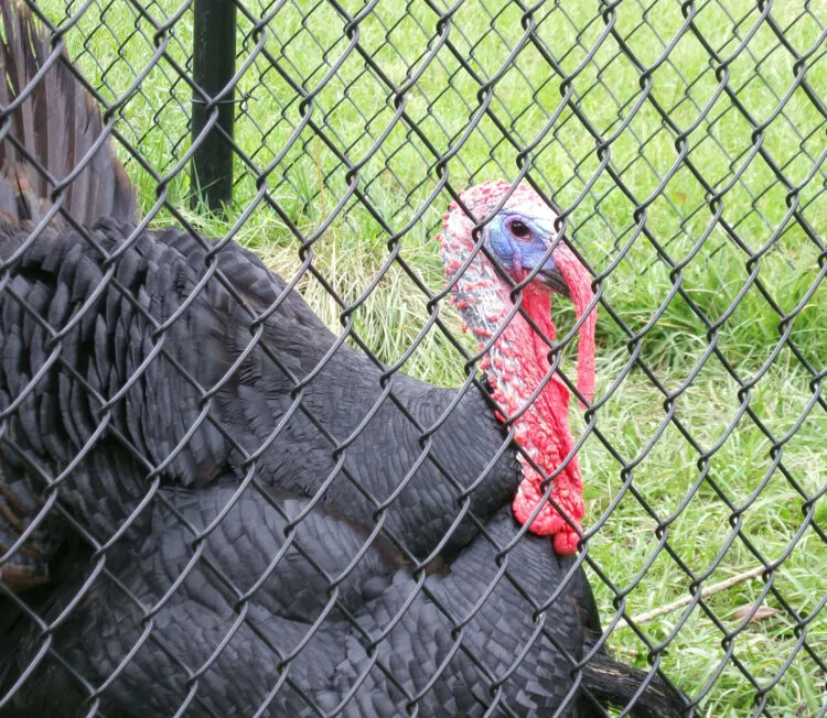 The turkey in the pinelands area was entertaining in that he gobbled repeatedly for visitors. Most of us no longer know what a real turkey gobble sounds like. (Photo: David Blasco)