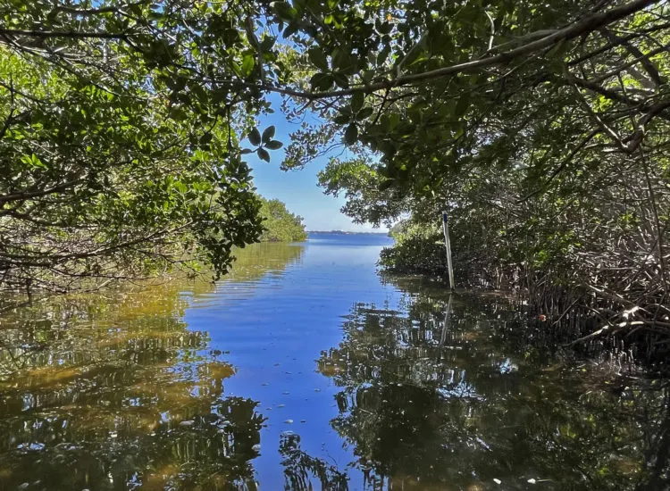 caladesi island state park caladesi mangrove tunnel Caladesi Island: Kayak to a wild paradise with a pristine white-powder beach