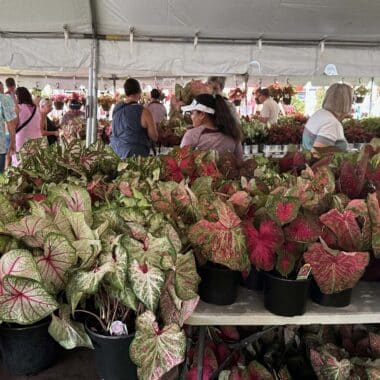 caladium festival lake placid