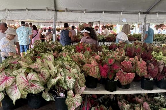 caladium festival lake placid