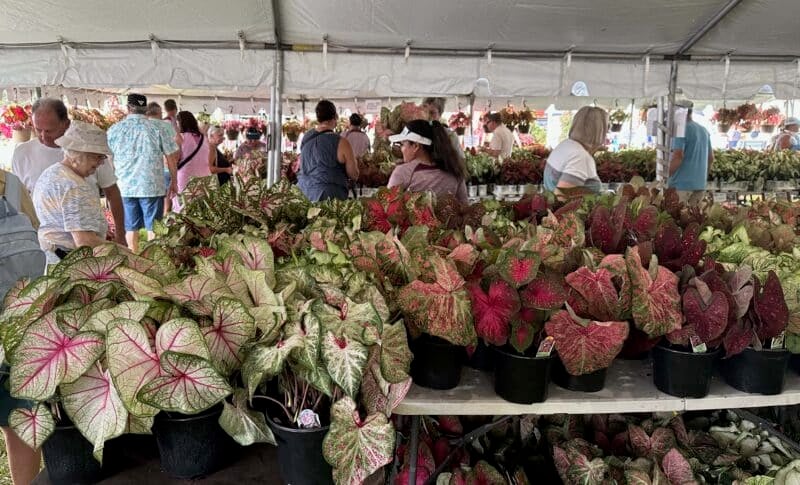 Lake Placid Caladium Festival, July 24-26, 2026. 2 caladium festival lake placid