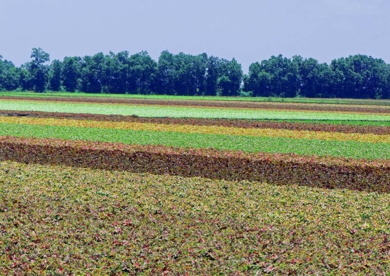 Lake Placid Caladium Festival, July 24-26, 2026. 3 caladium field