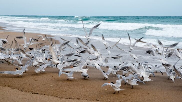 Royal terns on the beach at Canaveral National Seashore