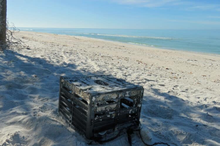 Cayo Costa: A wild island with spectacular beach you can visit by boat 2 White powdery sand on Cayo Costa and a crab trip that washed ashore. (Photo: Bonnie Gross)