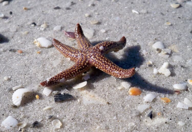 Cayo Costa: A wild island with spectacular beach you can visit by boat 6 A sea star found on the beach at Cayo Costa Island State Park. (Photo: Anna Blasco)