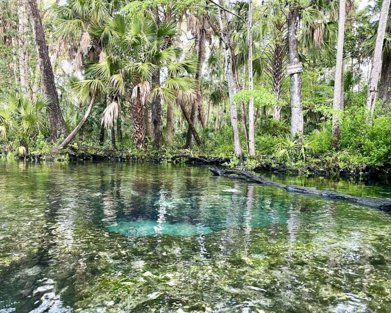 'Springs break:' 3 springs, 3 days; kayaking Florida's sparkling jewels 1 The Chaz, or the Chassahowitzka River, has underground caverns in the its Seven Sisters Spring area. It's a gorgeous place, but overcrowded on weekends. (Photo: Bonnie Gross)