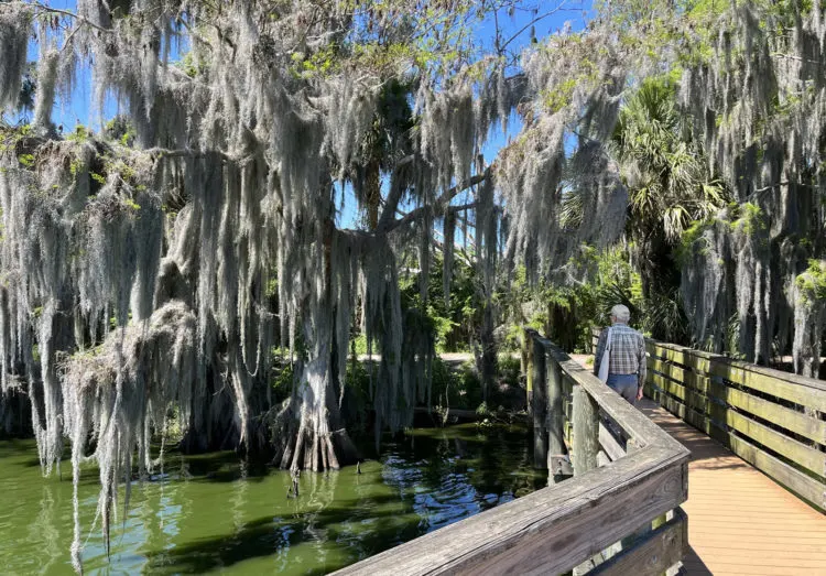 At Circle B Bar Reserve, Hancock Lake is lined with cypress trees and their knobby knees, all draped in thick Spanish moss. This boardwalk viewpoint is along the Alligator Alley trail along the lake.