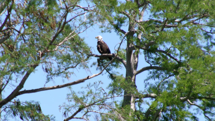 American eagle at Circle B Bar Reserve (Photo: David Blasco)