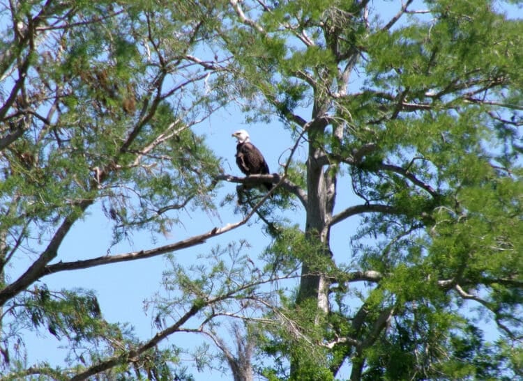 Ten great places for winter wildlife viewing; some off the beaten track 6 American eagle at Circle B Bar Reserve (Photo: David Blasco)