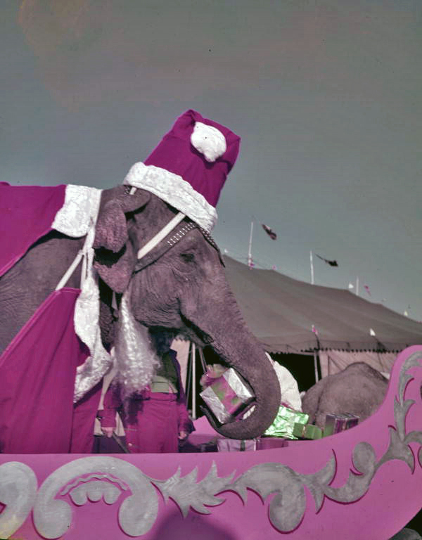 An example of Steinmetz' work for the circus: An elephant dressed for Christmas. Photo by Joseph Steinmetz via Florida Memory Project