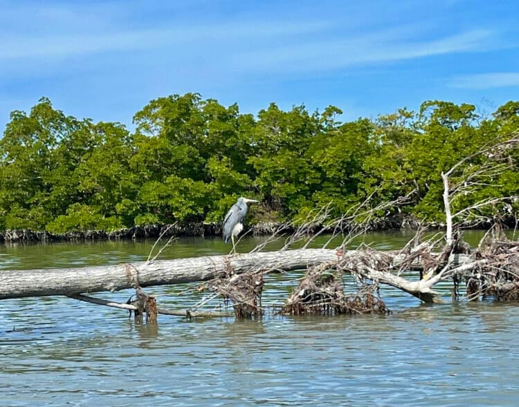 Hidden Clam Pass Park in Naples: Swimmers ride the tide; kayakers take a scenic trail 7 The Clam Pass Park trail had a good number of wading birds and pelicans to admire. Paddlers says they occasionally see manatees and dolphins near the pass. (Photo: Bonnie Gross)