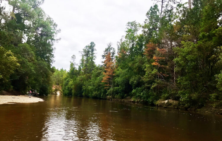 Coldwater Creek near Milton FL is a swift, tannic river near Milton FL. (Photo: Bonne Gross)