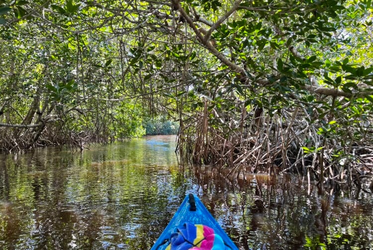 Naples park has camping, kayak trails, lovable historic dredge 1 Mangrove canopy on kayak trail at Collier-Seminole State Park near Naples. (Photo: Bonnie Gross)