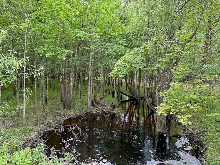 colt creek state park gator creek