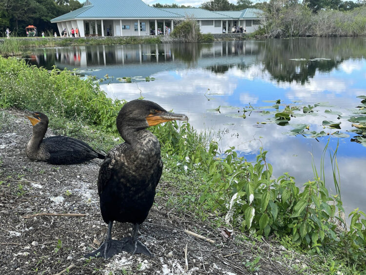 everglades national park cormorants along anhinga trail Everglades National Park: Insider tips from a longtime local