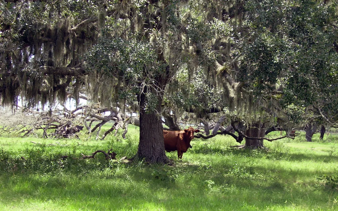 Scenic drives Florida: Rural beauty along the Cracker Trail. (Photo: Bonnie Gross)