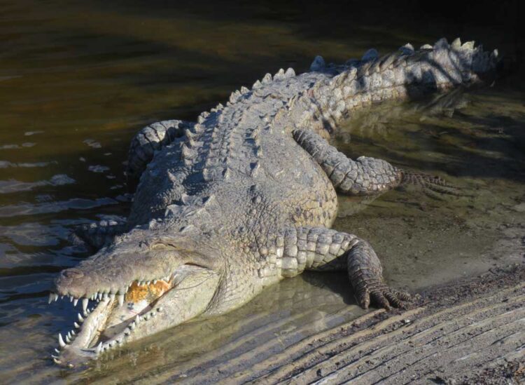 Crocodile at Flamingo Marina, Everglades National Park. Crocodiles were once listed as a Florida endangered species but crocs are now thriving.  (Photo: David Blasco)
