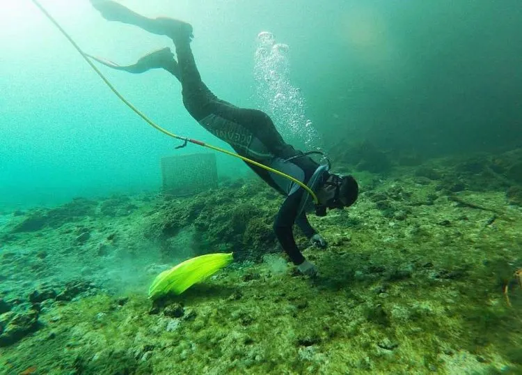 crystal river divers plant grass