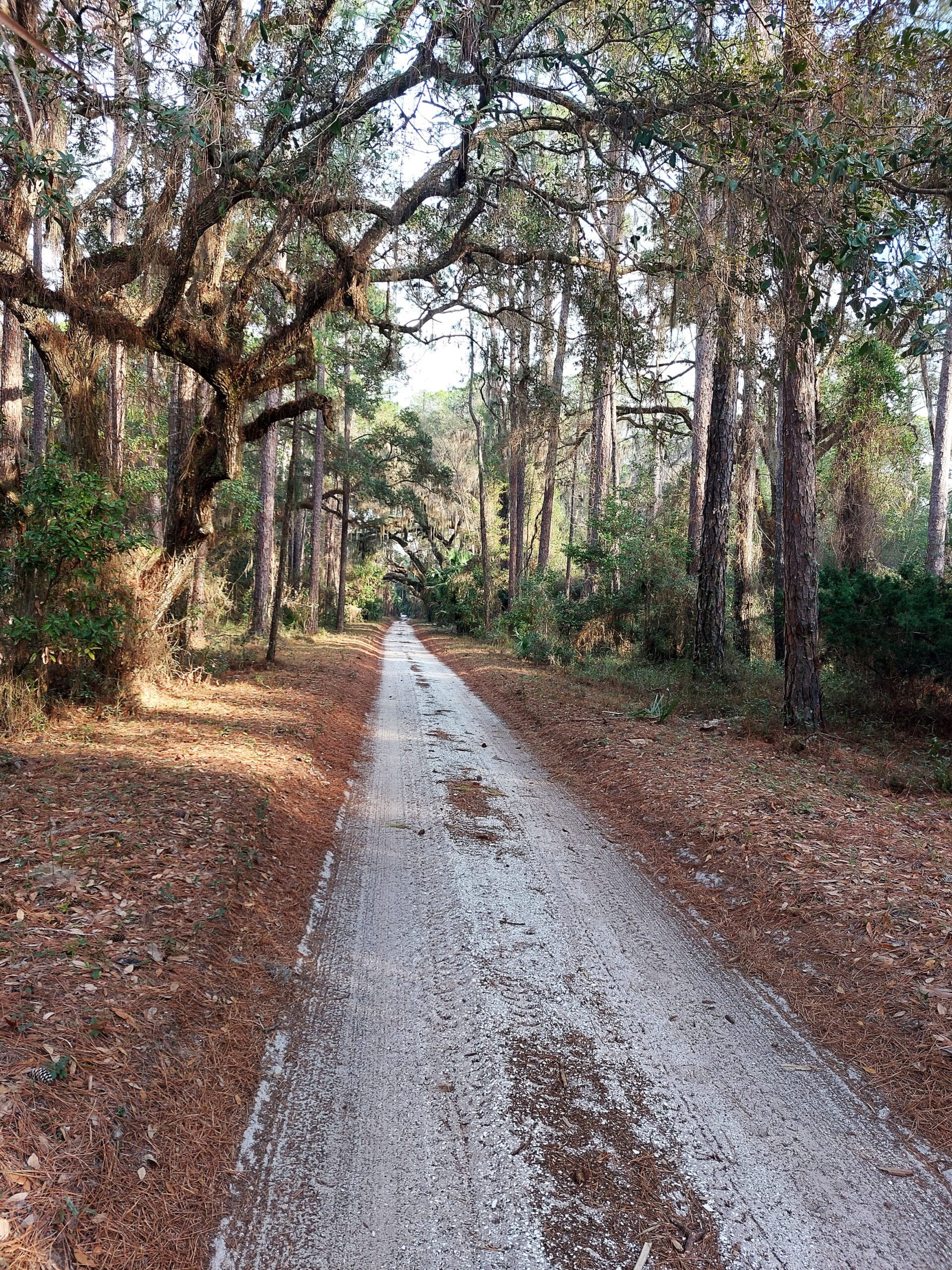 Cumberland Island: Magical coastal adventure at state line 5 cumberland island
