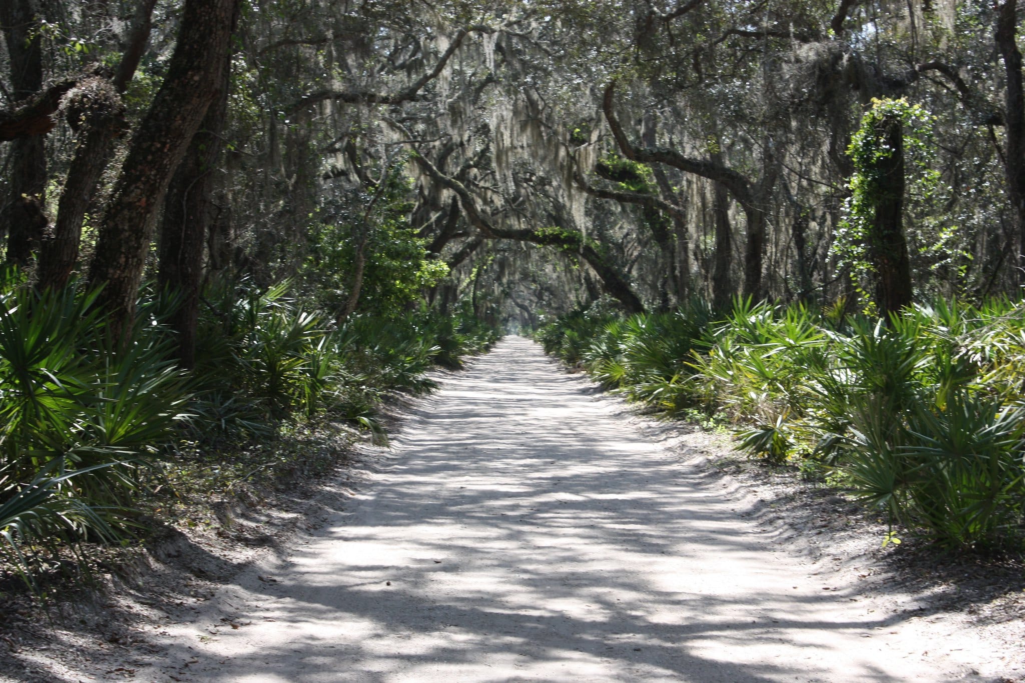 Cumberland Island: Magical coastal adventure at state line 1 cumberland island main road maritime forest