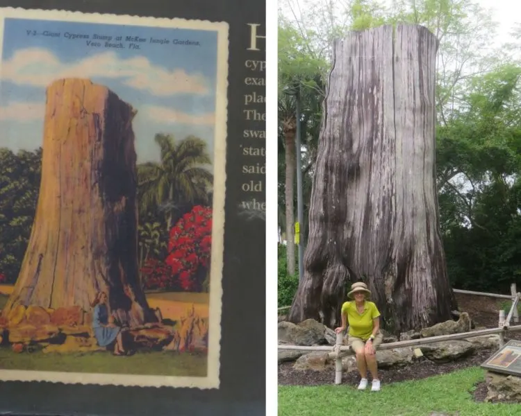 This cypress stump at McKee Botanic Garden was brought to the site in the 1930s and is reputed to be 2000 years old. (Photo: David Blasco)