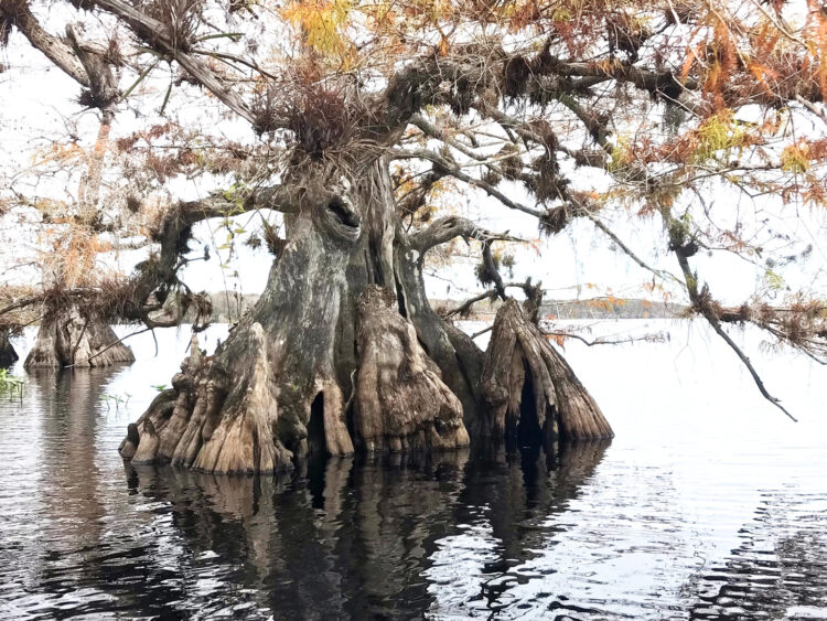 Dwarf cypress at Lake Norris, where Blackwater Creek forms before flowing into the Wekiva River. (Photo: Bonnie Gross)
