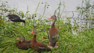 ducks at wakodahatchee