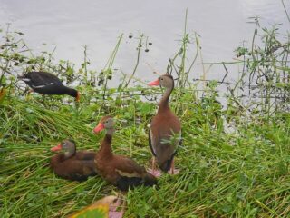 ducks at wakodahatchee