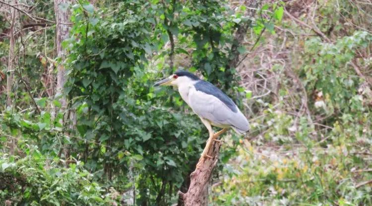 Kayaking the Econlockhatchee River: A black crowned night heron was one of several varieties of birds we saw. (Photo: Bonnie Gross)