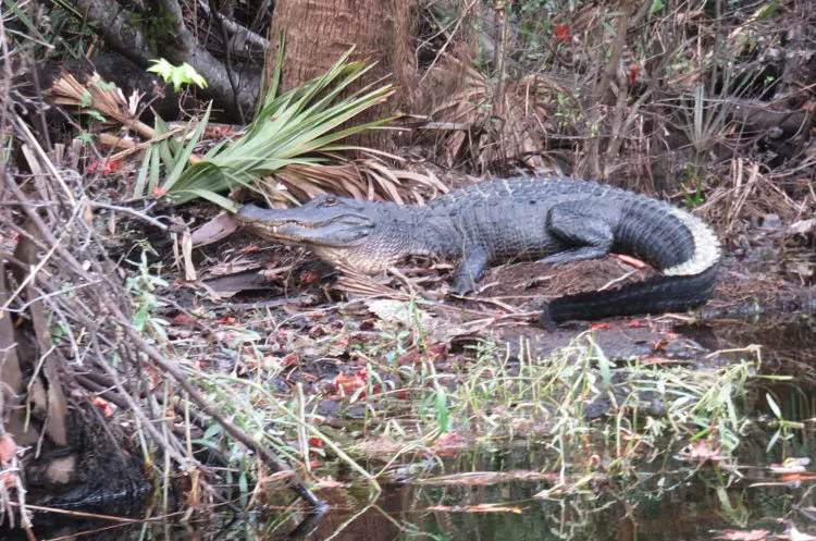 Kayaking the Econlockhatchee River: I don't think the lower section of the river gets enough boat traffic for the alligators to be blase about kayaks. Most plunged into the water before we even got sight of them. This guy, quite big, hung around long enough for a photo. (Photo: Bonnie Gross)
