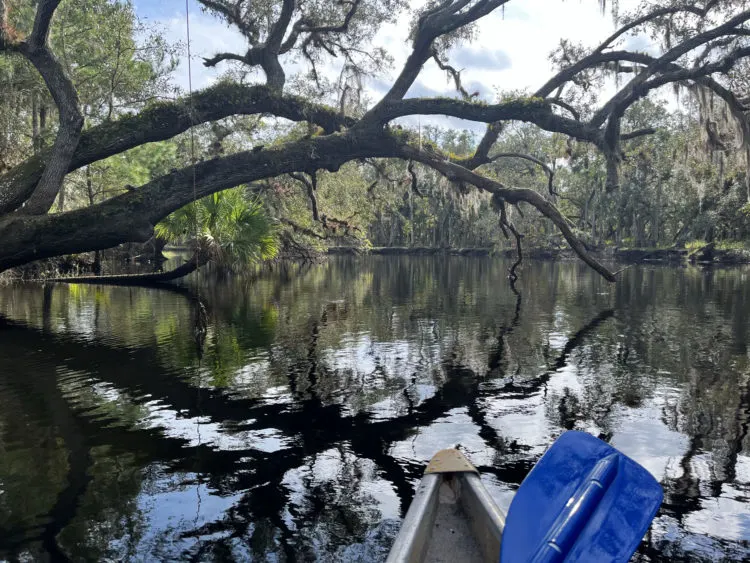 This image has an empty alt attribute; its file name is econ-river-oak-branches-750x563.jpg
Kayaking the Econlockhatchee River: Live oaks arching over the waterway. (Photo: Bonnie Gross)