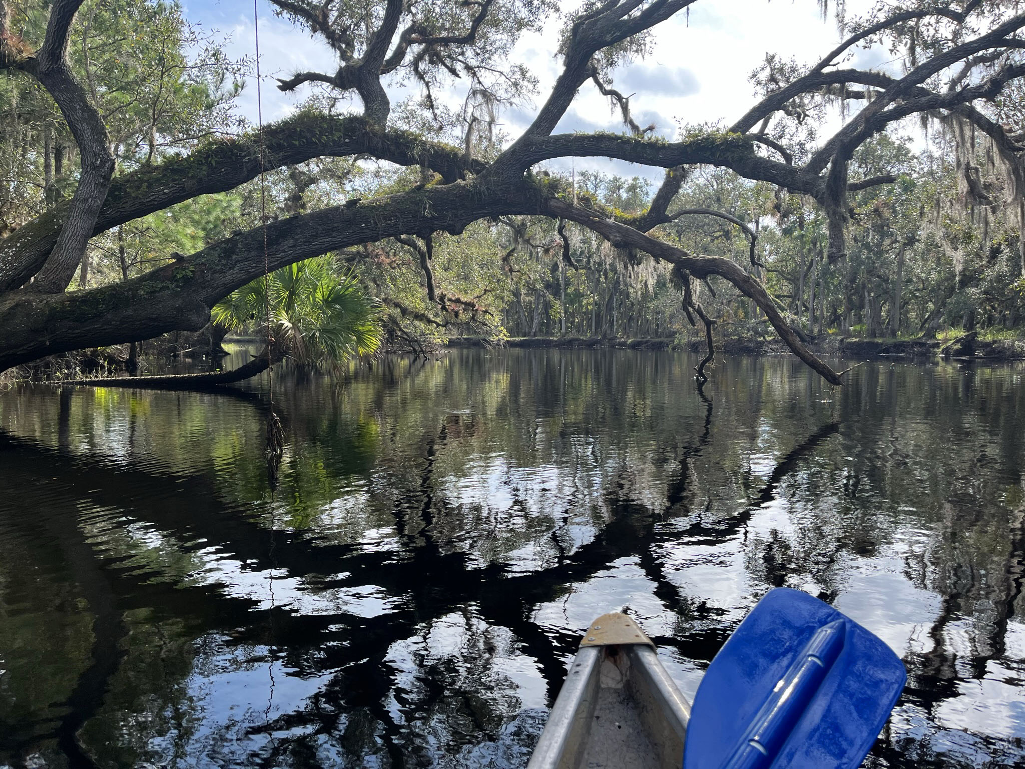 Kayaking the Econlockhatchee Econ is unspoiled, lovely, easy to reach