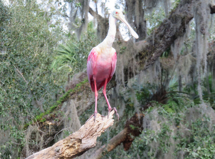 Kayaking the Econlockhatchee River: I loved this roseate spoonbill so much I had to use a second photo. (Photo: Bonnie Gross)