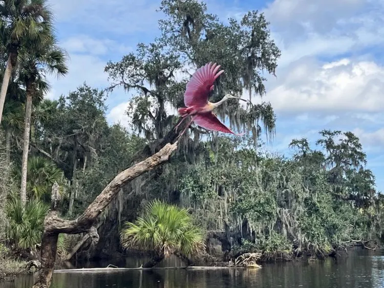 Things to do in Sanford Florida: Kayak or canoe the Econlockhatchee River, where we were awestruck by this roseate spoonbill. (Photo: Bonnie Gross)