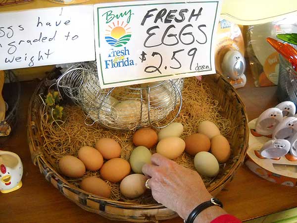 florida cracker trail eggs at Henscratch Farm Scenic roads: A drive in Old Florida cow country