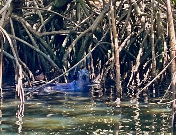 Upstream on Estero River is a gem for kayakers near Naples and Fort Myers 3 An otter slinking along the mangroves in the Estero River. (Photo: Bonnie Gross)