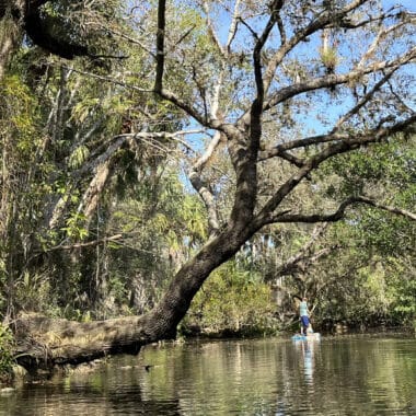 Paddleboarder on Estero River. (Photo: Bonnie Gross)