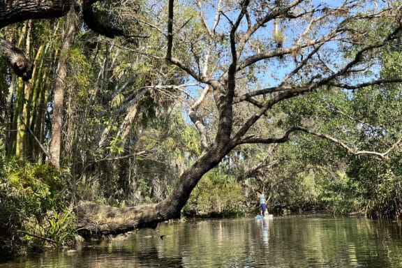 Paddleboarder on Estero River. (Photo: Bonnie Gross)